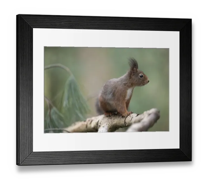 Framed Print : Eurasian red squirrel (Sciurus vulgaris)