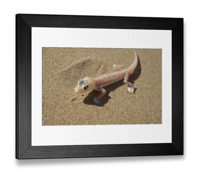 Framed Print : Palmatogecko, Namibia, Africa