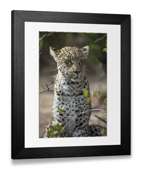 Framed Print : Sitting Leopard (Panthera pardus) keeping watch