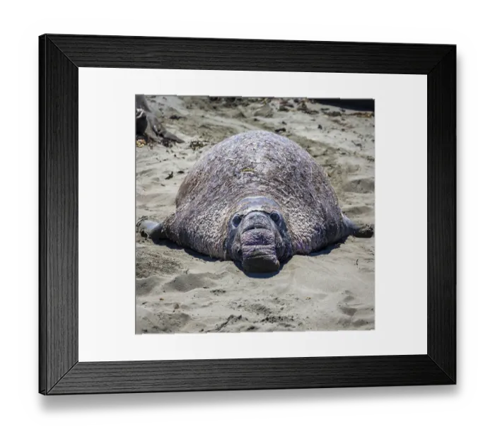 Framed Print : Old Northern Elephant Seal (Mirounga angustirostris) is in the sand Framed Print : Old Northern Elephant Seal (Mirounga angustirostris) is in the sand