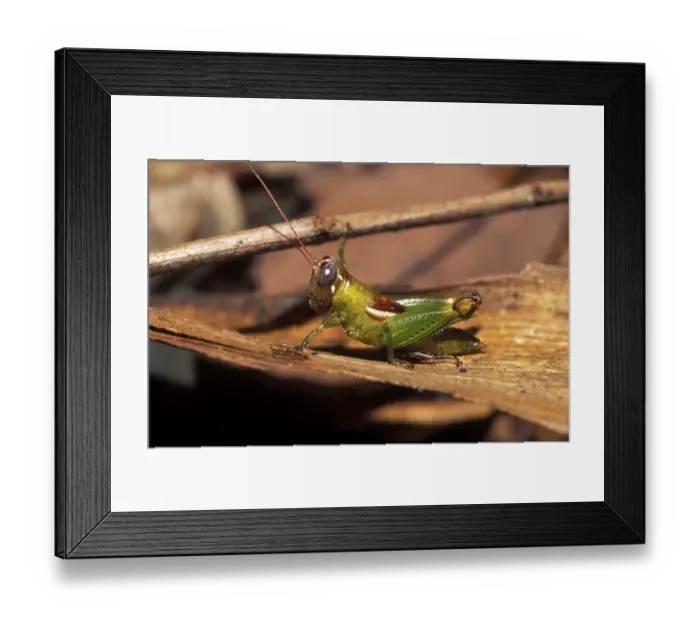 Framed Print : Grasshopper Costa Rica Framed Print : Grasshopper Costa Rica