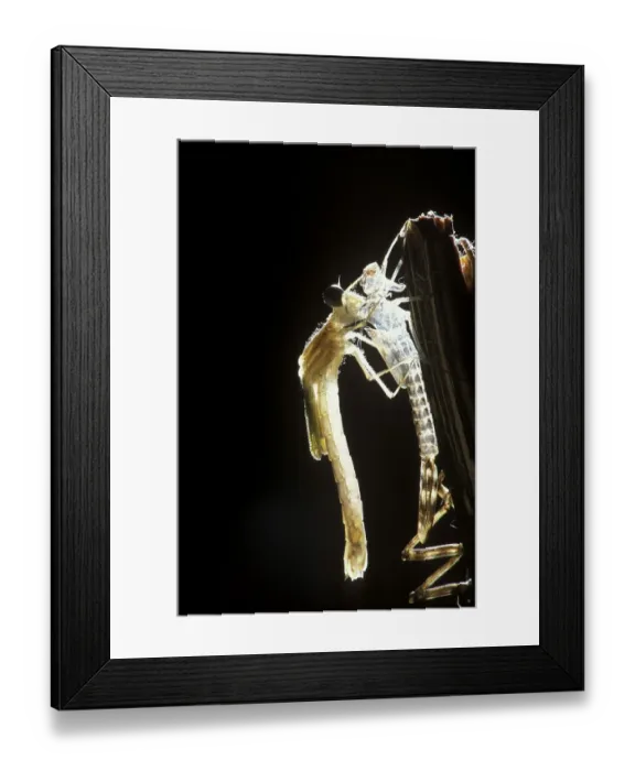 Framed Print : Development of a damslefly (Lestes sp)