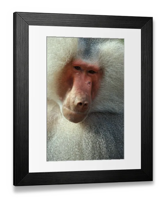 Framed Print : Hamadryas baboon