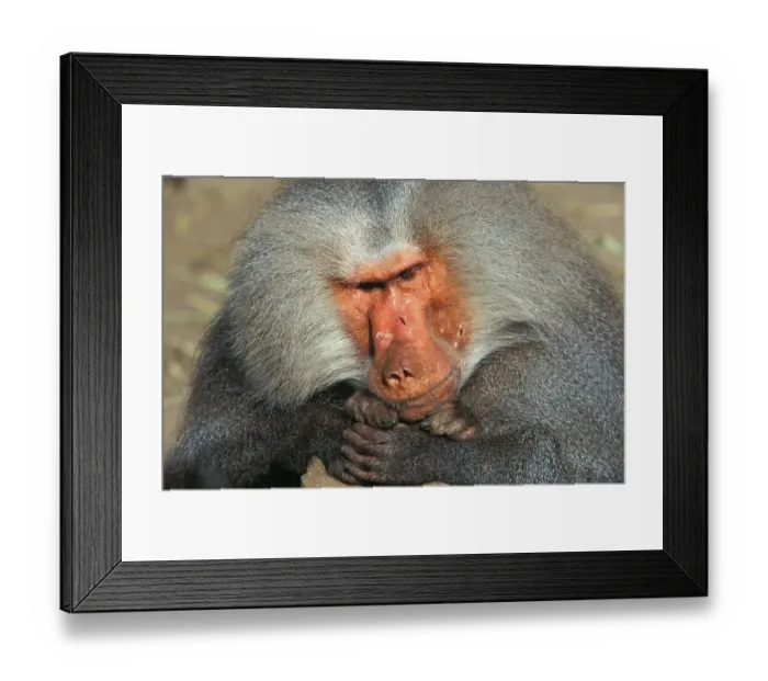 Framed Print : Hamadryas baboon