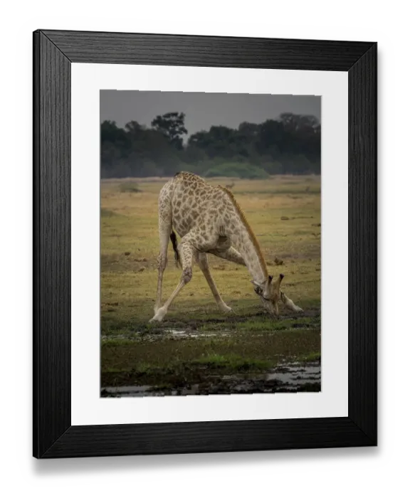 Framed Print : Giraffe (Giraffa camelopardalis giraffa) drinking Framed Print : Giraffe (Giraffa camelopardalis giraffa) drinking