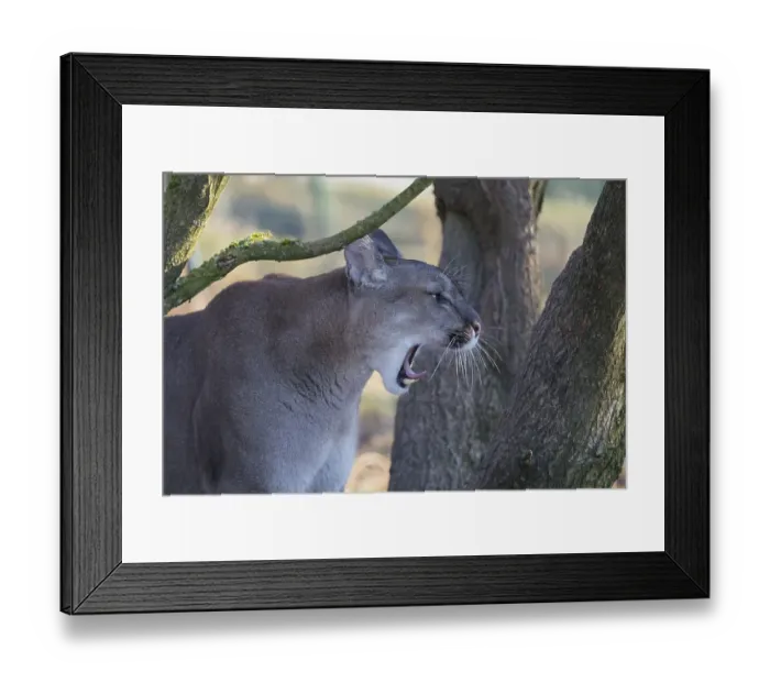 Framed Print : Portrait of an adult male cougar