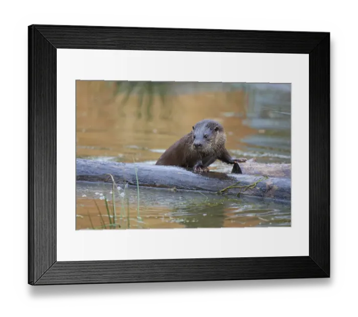 Framed Print : European otter (Lutra lutra), adult Framed Print : European otter (Lutra lutra), adult