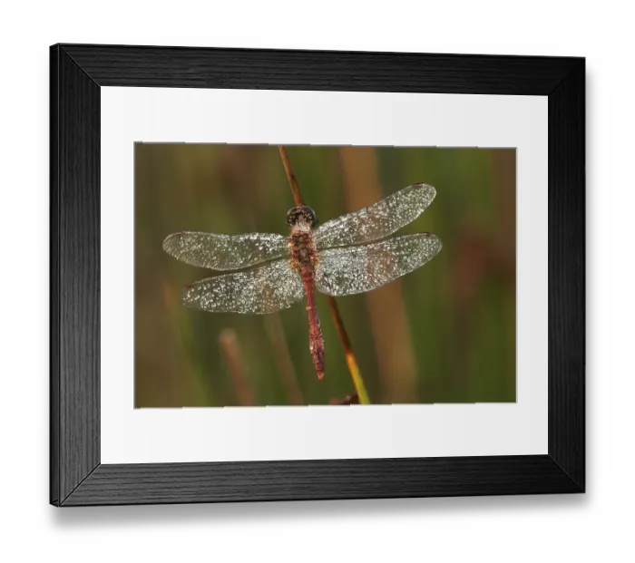 Framed Print : Common Darter (Sympetrum striolatum) covered with dew drops Framed Print : Common Darter (Sympetrum striolatum) covered with dew drops