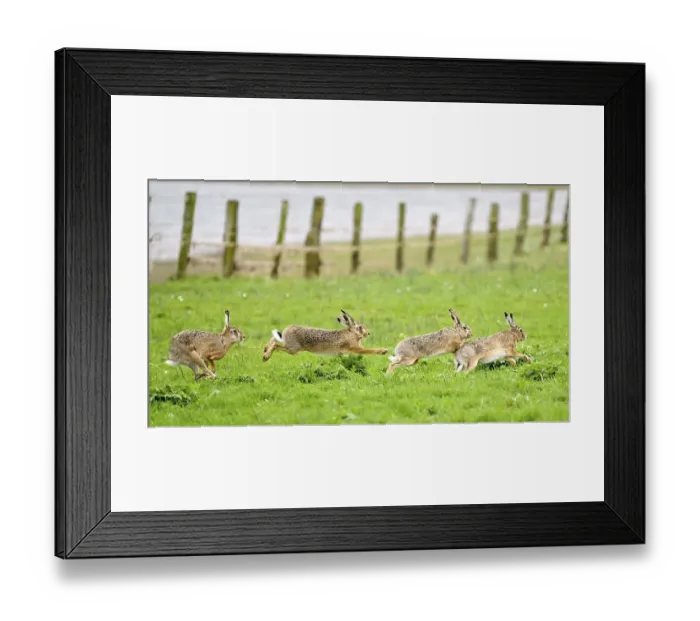 Framed Print : Several hares (Lepus europaeus) running and playing in a meadow during the mating season