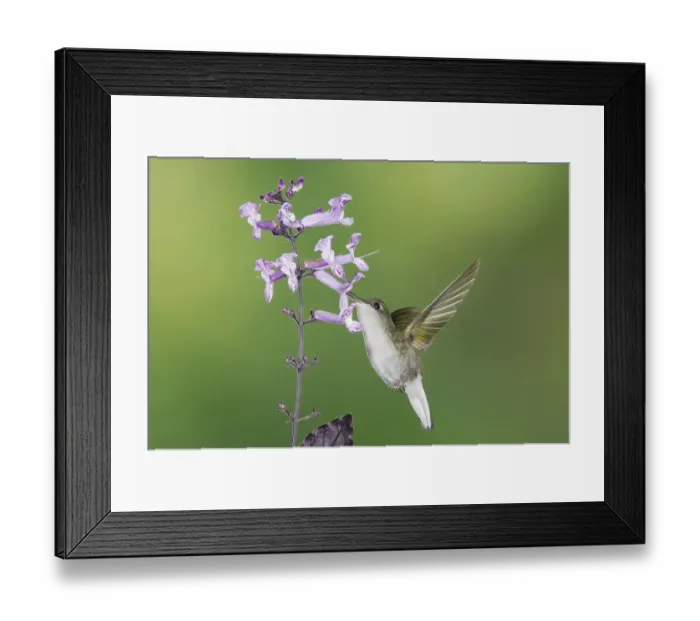 Framed Print : Black-bellied Hummingbird (Eupherusa nigriventris) Framed Print : Black-bellied Hummingbird (Eupherusa nigriventris)