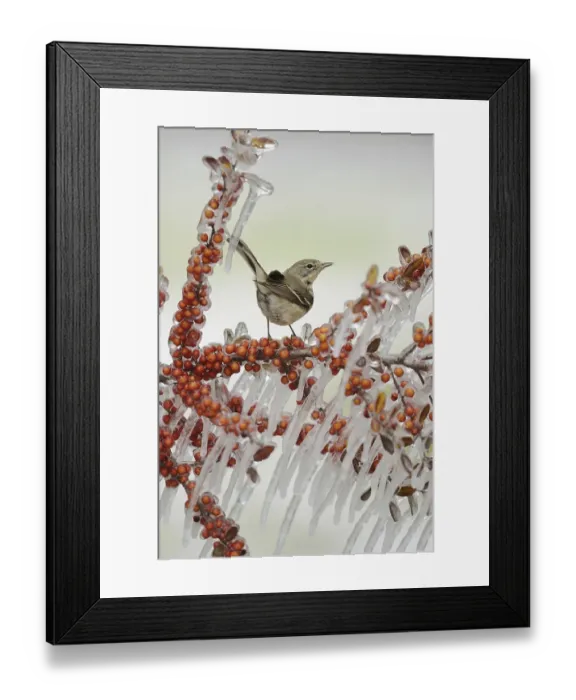 Framed Print : Pine Warbler (Dendroica pinus) Framed Print : Pine Warbler (Dendroica pinus)