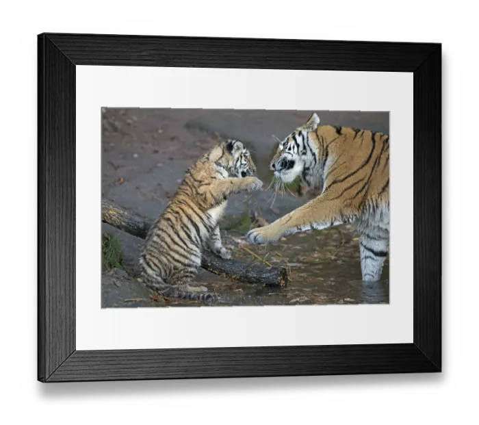 Framed Print : Young tiger in a playful fight with an adult tiger