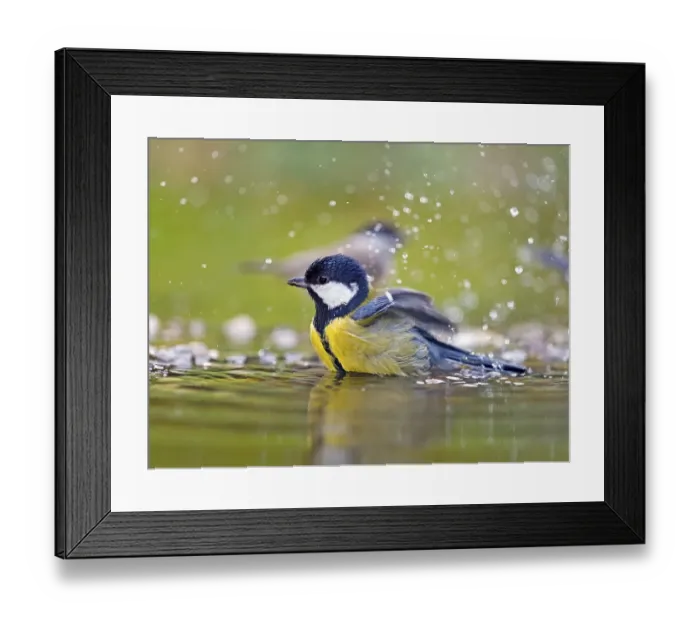 Framed Print : Great tit (Parus major), adult bird bathing in shallow water