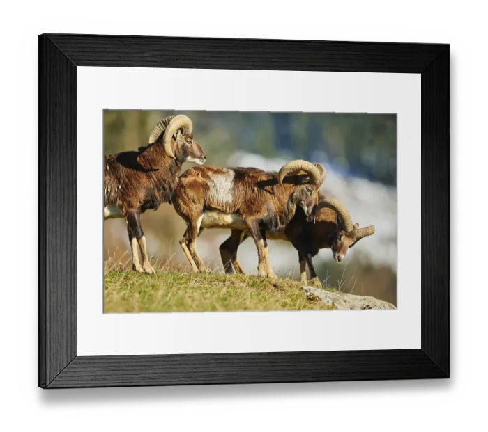 Framed Print : European mouflon (Ovis aries musimon) ram (male) in the alps Framed Print : European mouflon (Ovis aries musimon) ram (male) in the alps