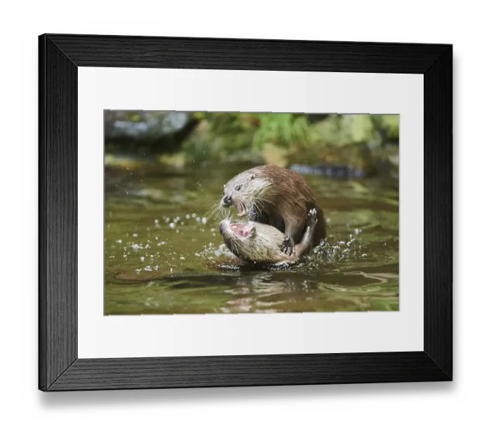 Framed Print : Eurasian otter (Lutra lutra), playing with each other in the water Framed Print : Eurasian otter (Lutra lutra), playing with each other in the water