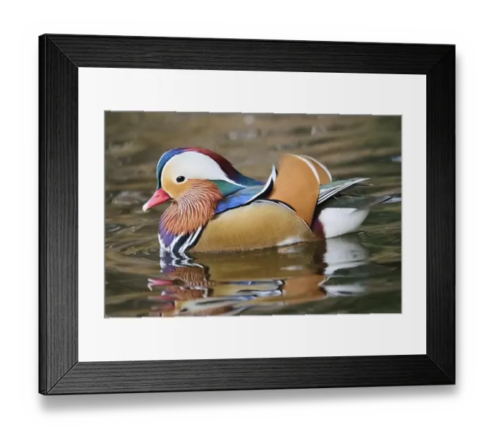 Framed Print : Mandarin duck (Aix galericulata) male swimming on a lake