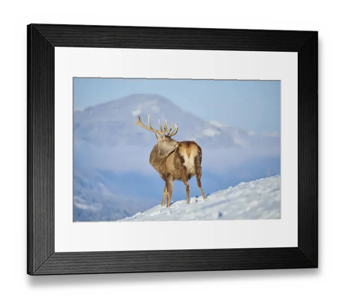Framed Print : Red deer (Cervus elaphus) stag on a snowy meadow in the mountains in tirol Framed Print : Red deer (Cervus elaphus) stag on a snowy meadow in the mountains in tirol