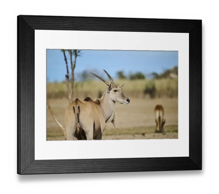 Framed Print : Common eland (Taurotragus oryx) standing in the dessert