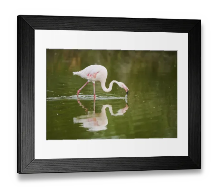 Framed Print : Greater Flamingo (Phoenicopterus roseus) walking in the water