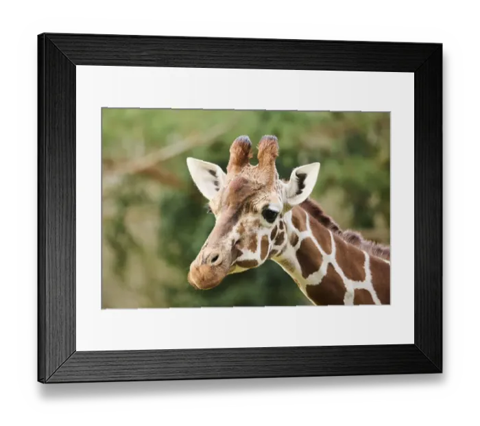 Framed Print : Reticulated giraffe (Giraffa camelopardalis reticulata) Framed Print : Reticulated giraffe (Giraffa camelopardalis reticulata)