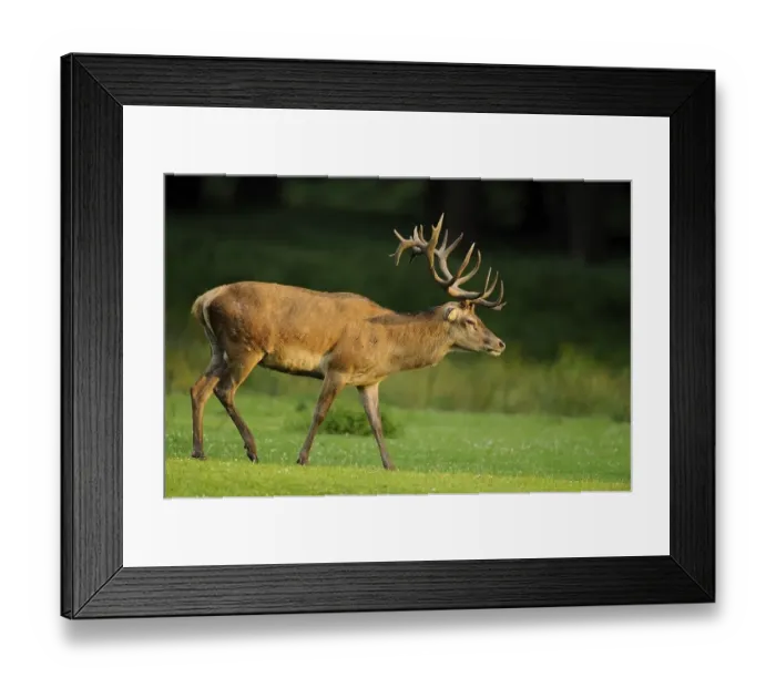 Framed Print : A stag with large antlers walks attentively across a meadow at sunset