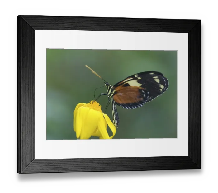 Framed Print : Heliconius ismenius