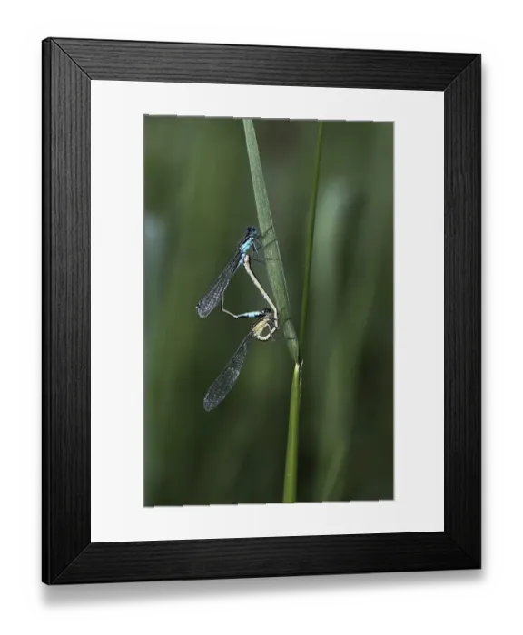 Framed Print : Blue-tailed Damselfly (Ischnura elegans) Framed Print : Blue-tailed Damselfly (Ischnura elegans)