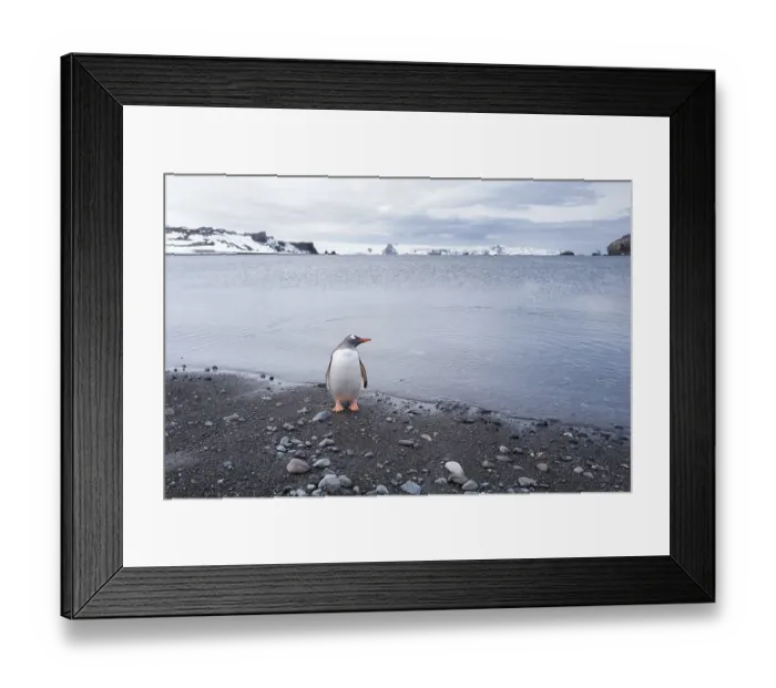 Framed Print : Gentoo Penguin (Pygoscelis papua), Antarctica