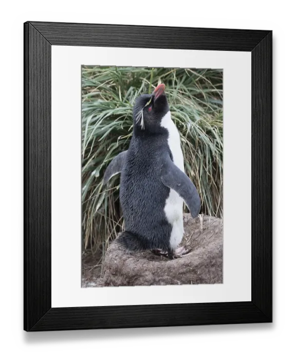 Framed Print : Southern rockhopper penguin (Eudyptes chrysocome) Framed Print : Southern rockhopper penguin (Eudyptes chrysocome)
