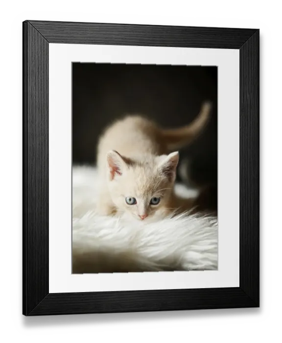 Framed Print : Kitten, 6 weeks, standing on a sofa Framed Print : Kitten, 6 weeks, standing on a sofa