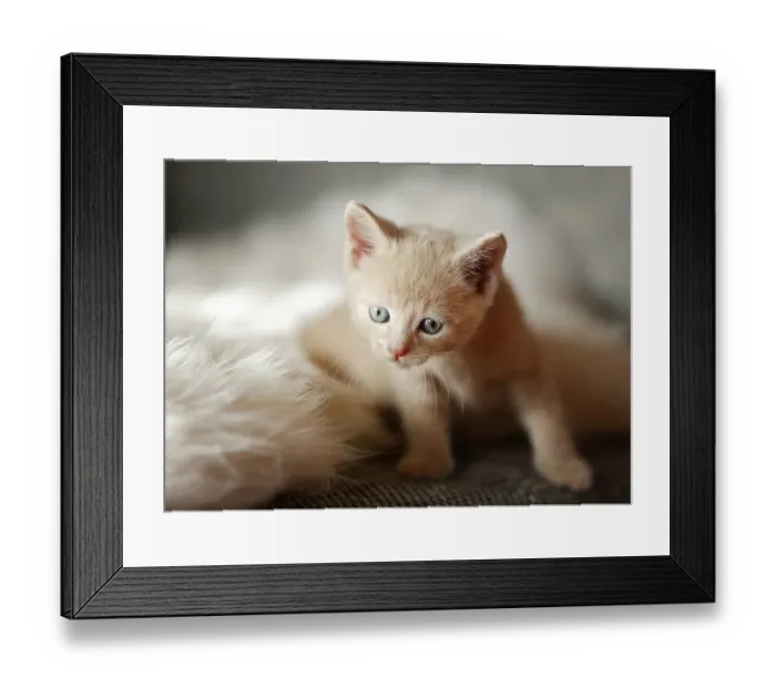 Framed Print : Kitten, 6 weeks, lying on a sofa