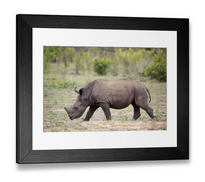 Framed Print : White rhinoceros (Ceratotherium simum) Framed Print : White rhinoceros (Ceratotherium simum)