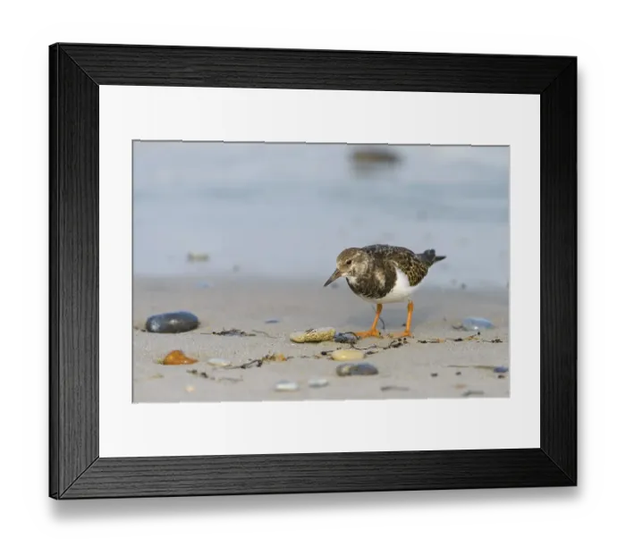 Framed Print : Ruddy Turnstone (Arenaria interpres) on the beach Framed Print : Ruddy Turnstone (Arenaria interpres) on the beach