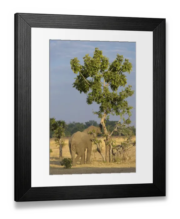 Framed Print : African elephant (Loxodonta africana) eating at the tree Framed Print : African elephant (Loxodonta africana) eating at the tree