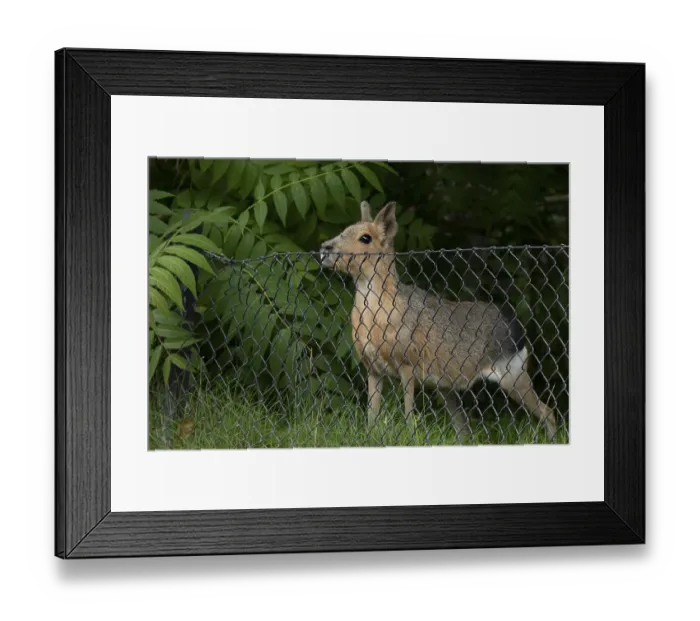 Framed Print : Patagonian mara (Dolichotis patagonum)