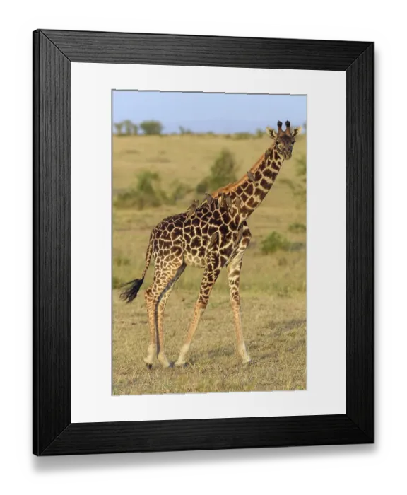Framed Print : Masai giraffe (Giraffa camelopardalis) Framed Print : Masai giraffe (Giraffa camelopardalis)