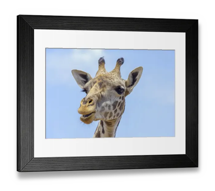 Framed Print : Masai giraffe (Giraffa camelopardalis)