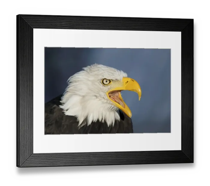 Framed Print : Bald eagle (Haliaeetus leucocephalus) Framed Print : Bald eagle (Haliaeetus leucocephalus)