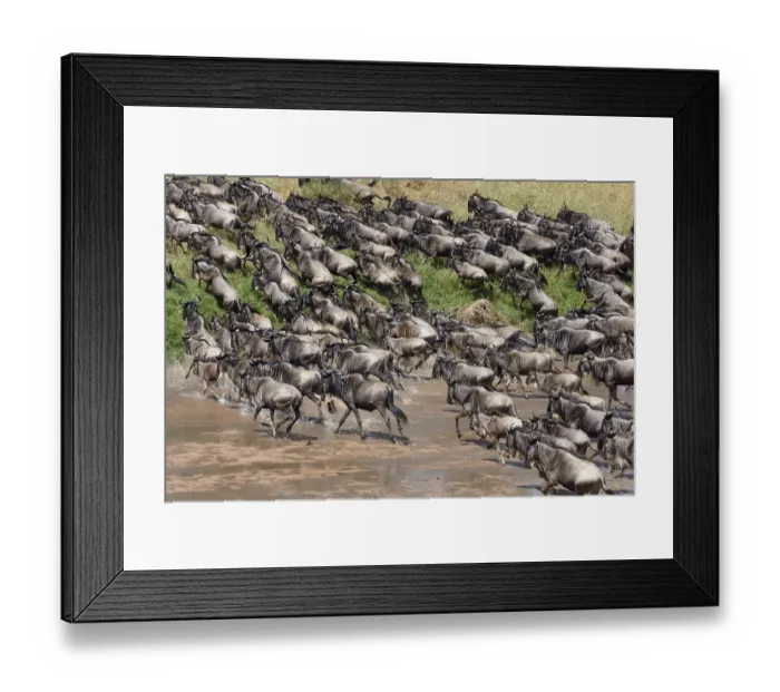 Framed Print : Herd of wildebeests or gnus (Connochaetes taurinus) crossing the Sand River Framed Print : Herd of wildebeests or gnus (Connochaetes taurinus) crossing the Sand River
