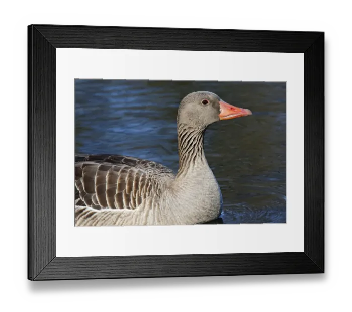 Framed Print : Greylag Goose (Anser anser), Switzerland, Europe Framed Print : Greylag Goose (Anser anser), Switzerland, Europe