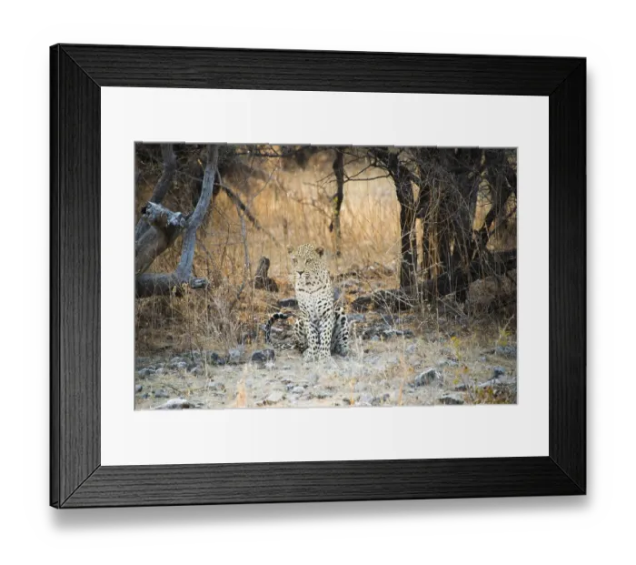 Framed Print : Leopard (Panthera pardus) sitting under a dry tree on stony ground Framed Print : Leopard (Panthera pardus) sitting under a dry tree on stony ground