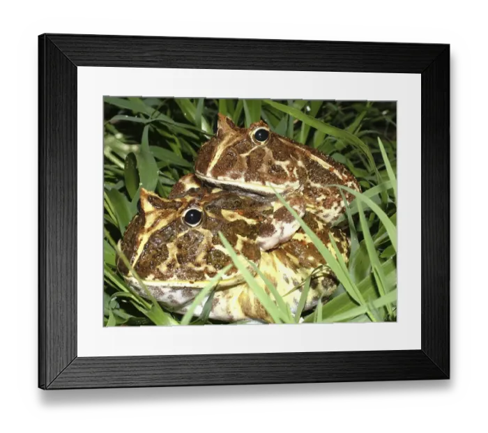 Framed Print : Mating Chacoan horned frog (Ceratophrys cranwelli) Gran Chaco