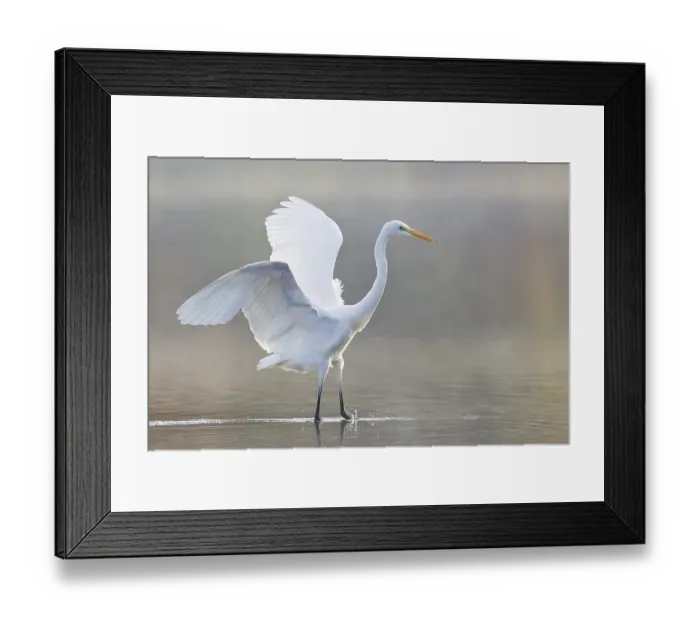 Framed Print : Great Egret (Ardea alba), North Hesse Framed Print : Great Egret (Ardea alba), North Hesse