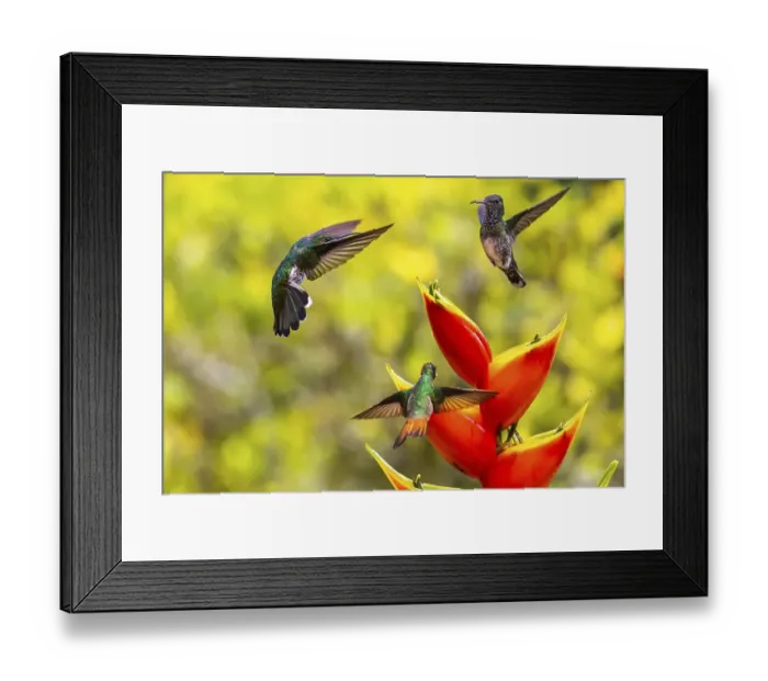 Framed Print : Brown-tailed Hummingbird (Trochilidae) (Amazilia tzacatl)