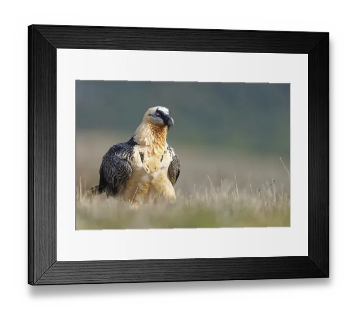 Framed Print : Old bearded vulture (Gypaetus barbatus)