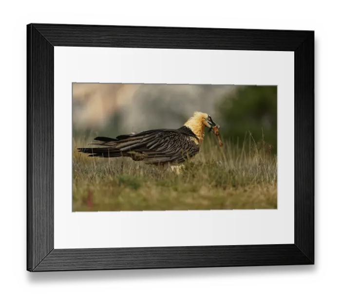 Framed Print : Old bearded vulture (Gypaetus barbatus) Framed Print : Old bearded vulture (Gypaetus barbatus)