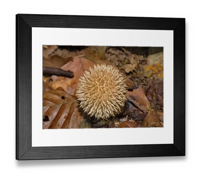 Framed Print : Spiny puffball (Lycoperdon echinatum) Framed Print : Spiny puffball (Lycoperdon echinatum)