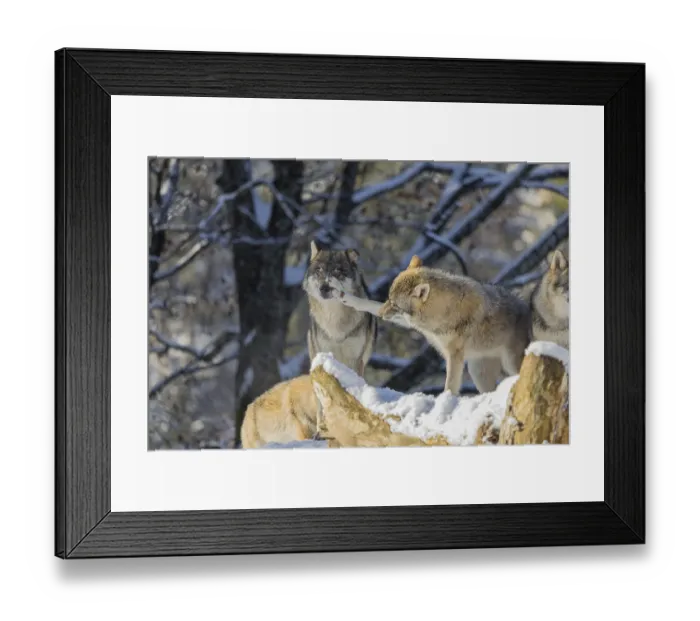 Framed Print : Four grey wolves (Canis lupus lupus) stand on a snow-covered hill behind a fallen tree on a cold
