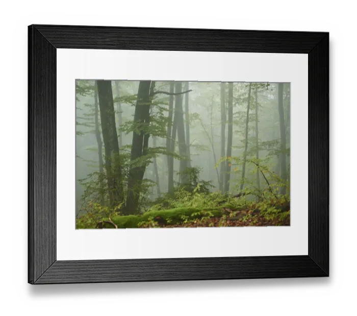 Framed Print : Landscape of a foggy forest with European beech (Fagus sylvatica) in autumn
