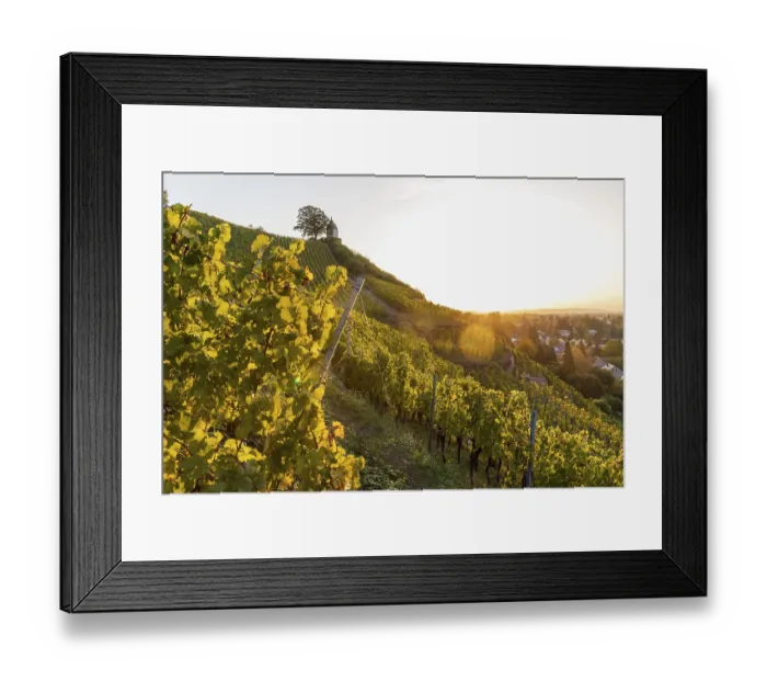 Framed Print : Sunrise in the vineyards around Wackerbarth Castle